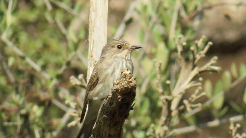Gobemouche gris en halte migratoire dans un jardin